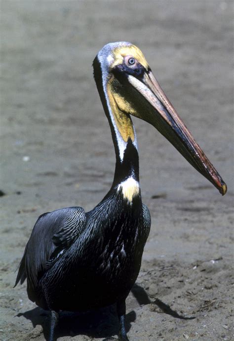 Black pelican - The great white pelican is a huge bird—only the Dalmatian pelican is, on average, larger among pelicans. It measures 140 to 180 cm (55 to 71 in) in length [2] with a 28.9 to 47.1 cm (11.4 to 18.5 in) enormous pink and yellow bill, [2] and a dull pale-yellow gular pouch. [3] [4] [5] The wingspan measures 226 to 360 cm (7 ft 5 in to 11 ft 10 in ...